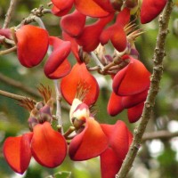 Erythrina fusca Lour.